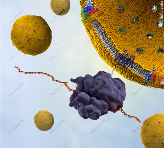 Cell free protein expression via bacterial ribosomes