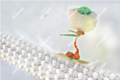 Kinesin snowboarding on microtubule - science-inspired art