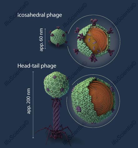 Comparison between icosahedral phage and T4 bacteriophage - scientific illustration