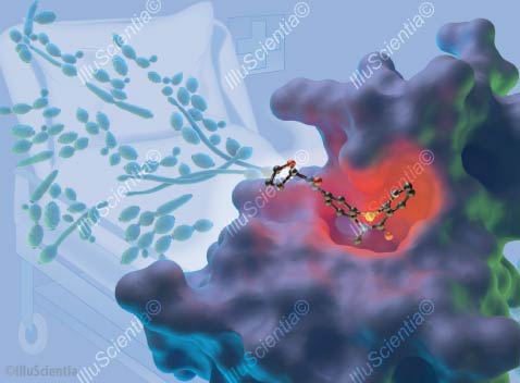 Novel drug against candidiasis - scientific-illustration