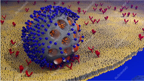 Nanoparticles in nanomedicine-science illustration