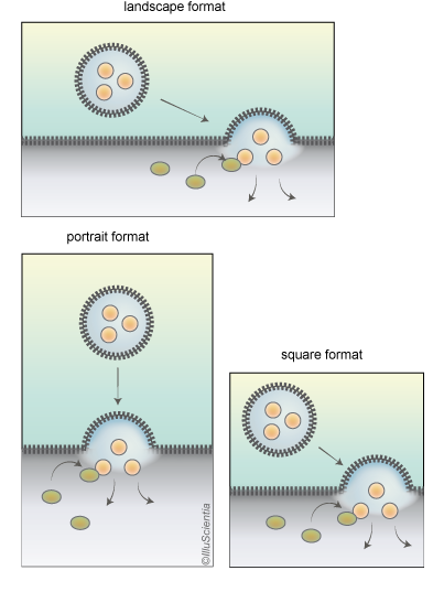 Image Formats: landscape, portrait and square format vesicle or virus approaching a cell